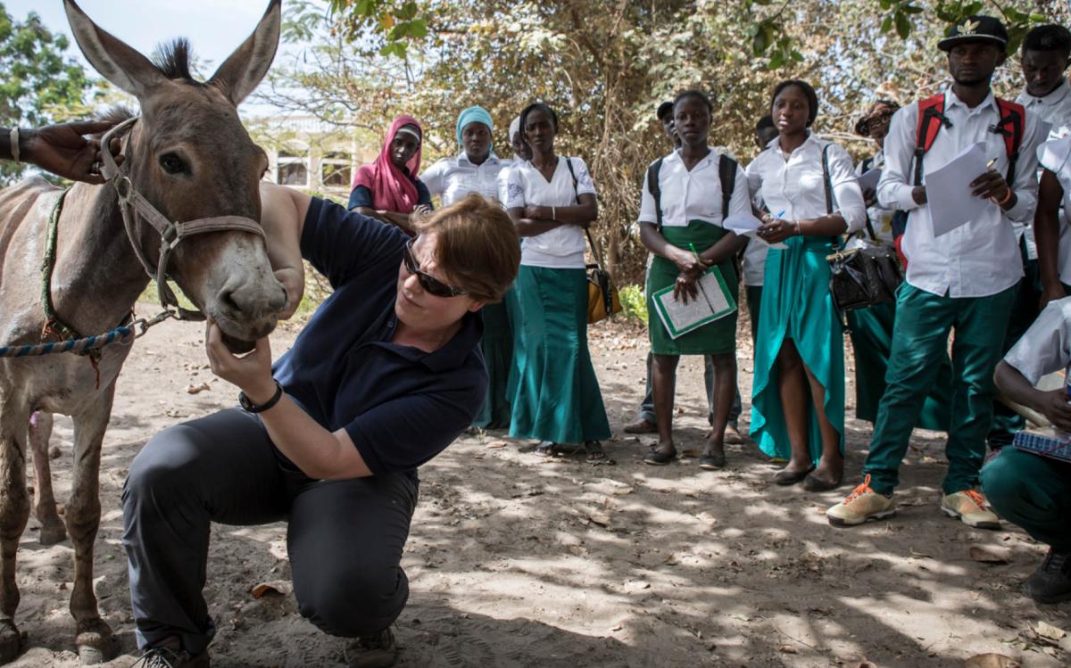 Gambia Horse and Donkey Trust volunteer assessing mule with support from Harry Hall donations