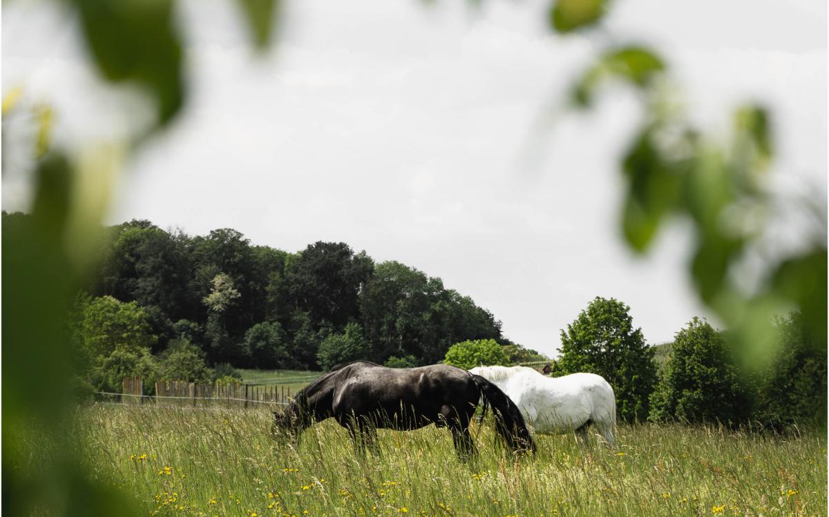 Horses covered by Harry Hall insurance grazing in a lush field