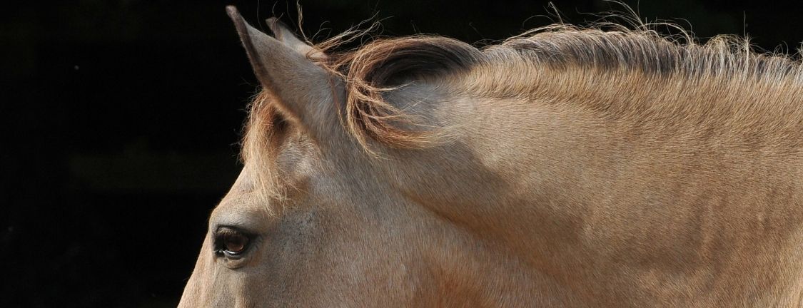 Feeding the veteran horse