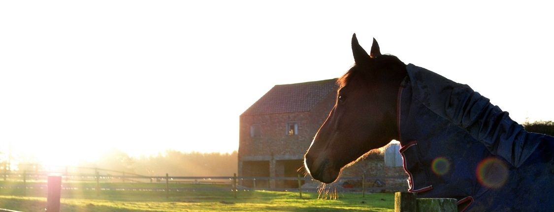 Concerned horse owner worried about costs