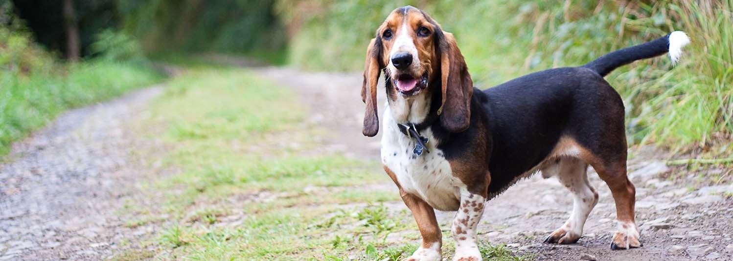 An Operatic Basset Hound