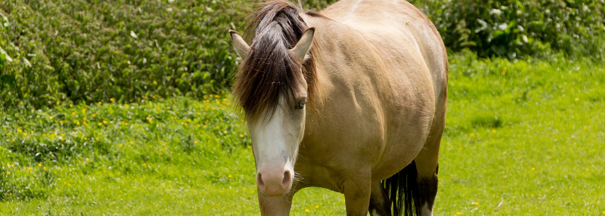 Today’s Laminitis