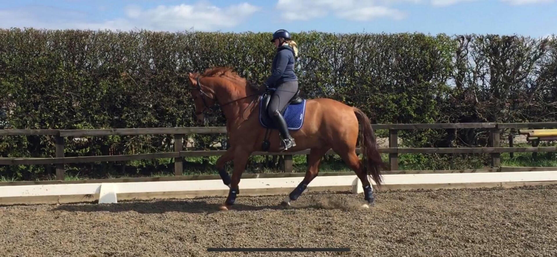 Dressage Exercise for young horses