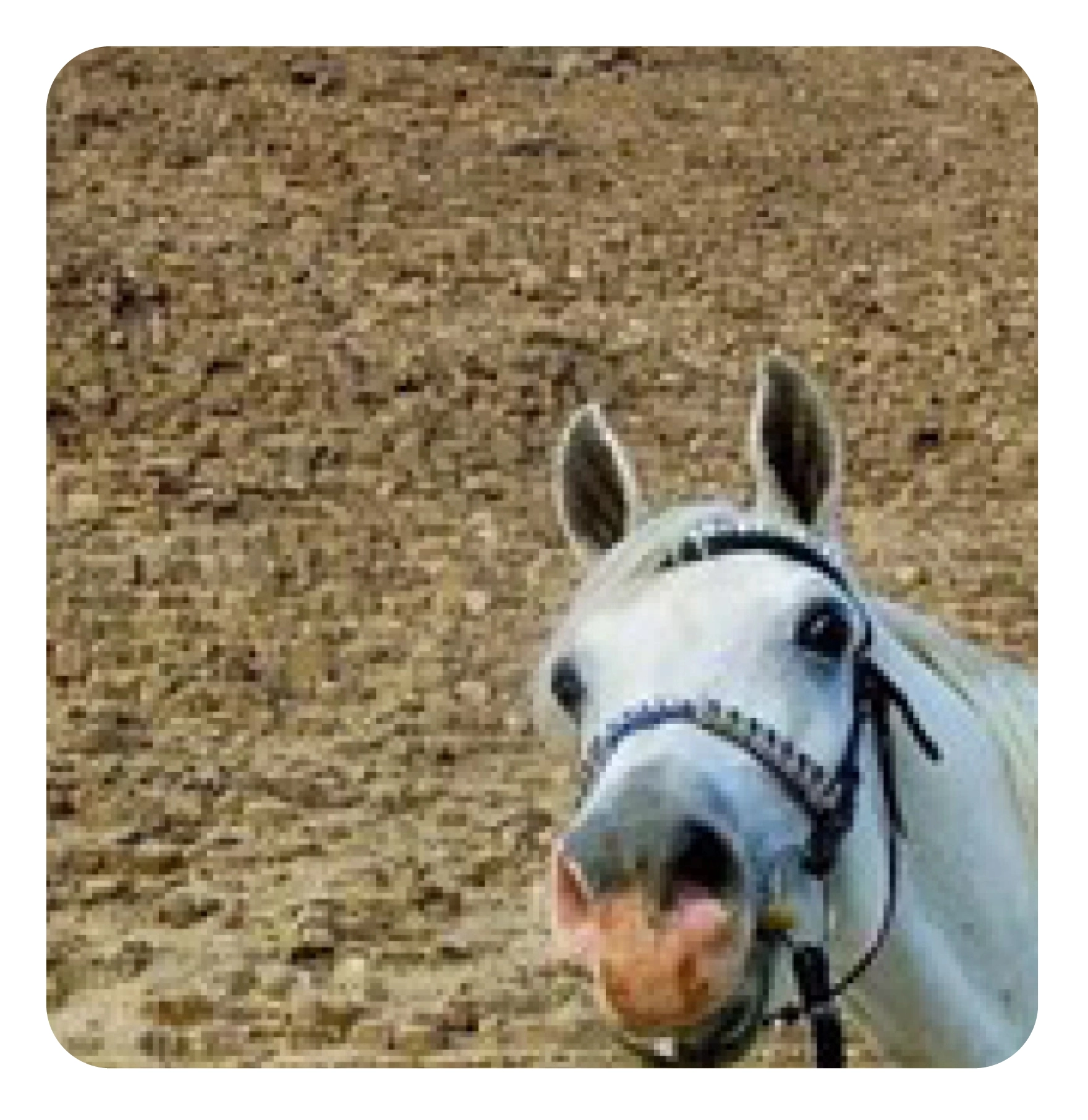 woman on a horse doing the heart sign 