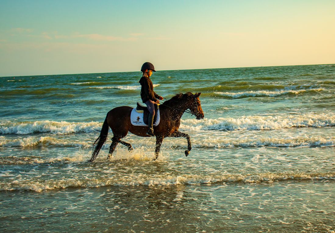 horse riding in the heat