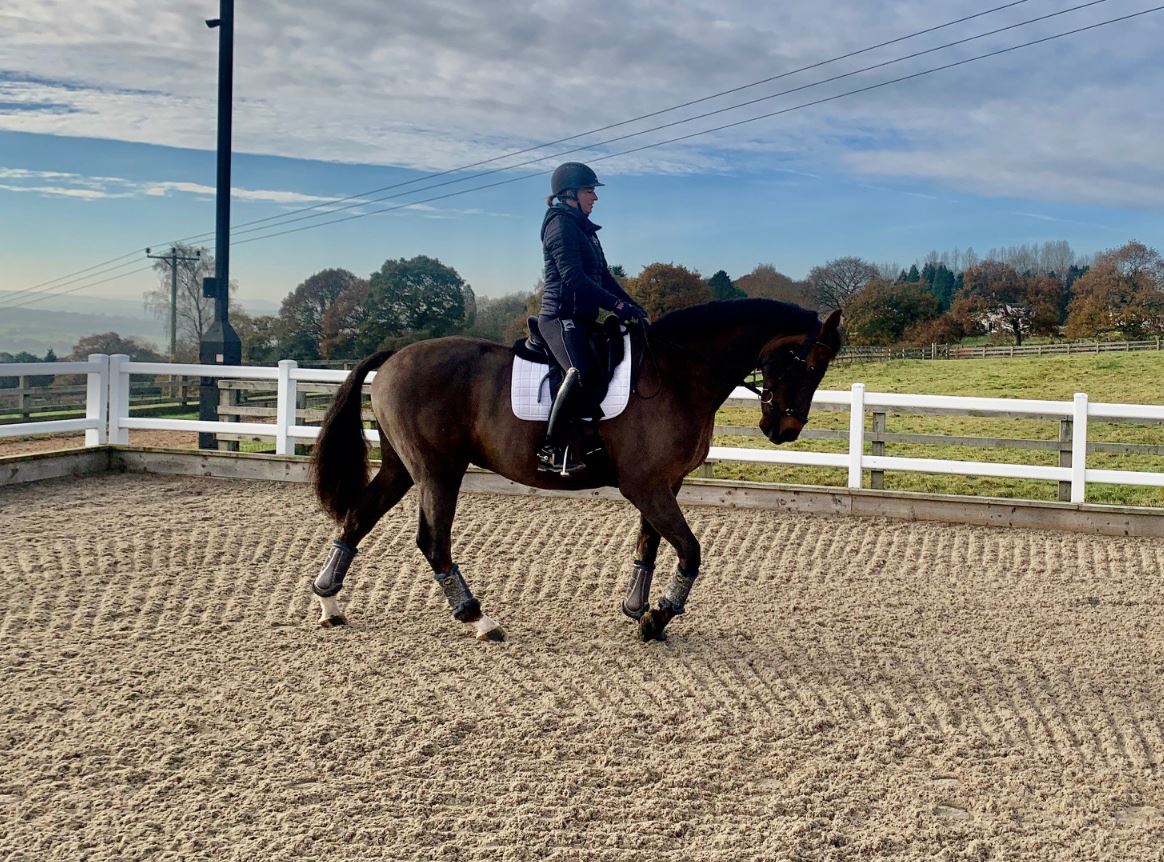 Pole exercises for horses 