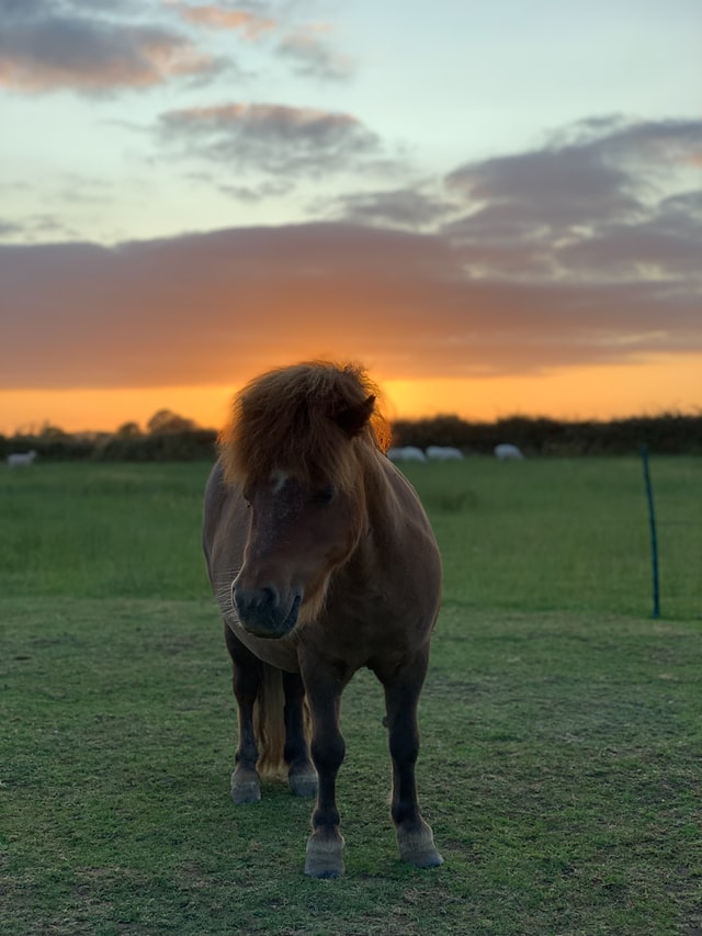 Prince Harry the pony